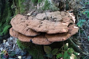 ganoderma lipsiense (2) (1000 x 667).jpg_product_product_product_product